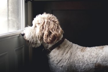 Golden doodle dog waiting  to go outside In front of a closed door