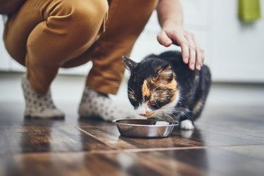 Cat Fiber How to Add Extra Fiber for Cats to Their Food Cuteness