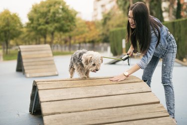 Young woman training her dog in a park