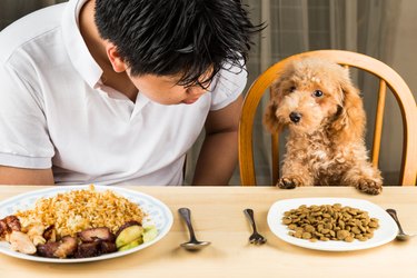 Young Man And Dog With Food On Table Sitting At Home