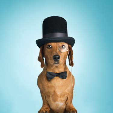 Dachshund wearing top hat and monacle