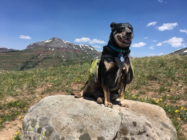 Dog Sitting on a Rock