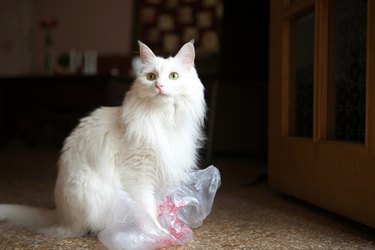 White Cat Playing With Plastic Bag