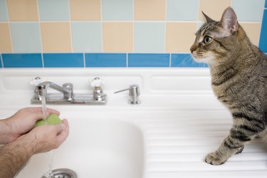 Washing Hands with Cat Watching