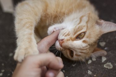 Ginger cat playing with man's hand