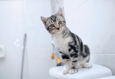 Cat sitting on a closed toilet