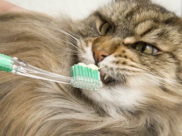 Maine Coon Cat Dental Hygiene.
