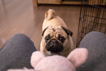 pug staring at toy