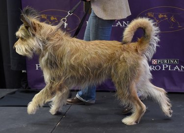 Berger Picard at the 140th Annual Westminster Kennel Club Dog Show