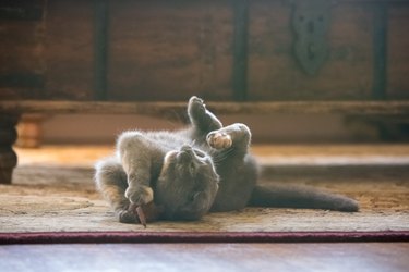 Gray Scottish Fold cat playing with toy mouse in living room