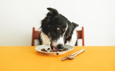 Cute Border Collie Sitting behind the Table and Licking Dog Food from the Plate.