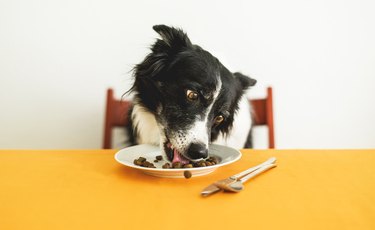 can dogs share food