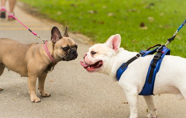 Two French Bulldogs on leashes
