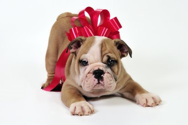 An adorable puppy wrapped up in a red gift bow