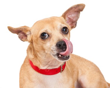 Chihuahua Licking Lips Closeup