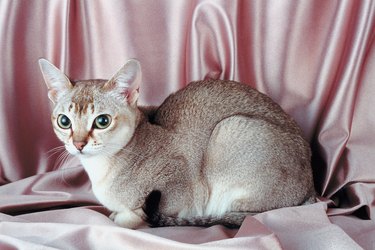 Smallest cat hot sale breed singapura