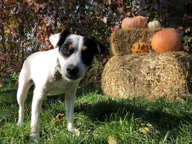 Cute thanskgiving and Halloween dog in garden with outdoor pumpkin decorations on hay stack