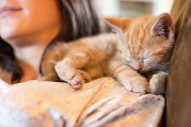 Close-Up Of Cat Sleeping