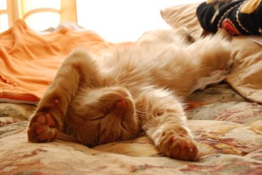 Red tabby cat having a nap on the sofa on its back