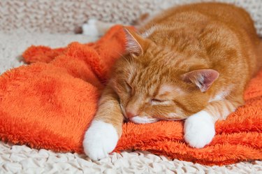 red cat fell ill