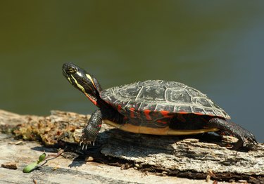 Painted turtle in spring