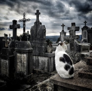 Cat In Cemetery Against Cloudy Sky