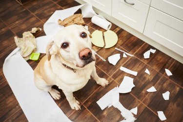 Dog ate sanitary outlet pad