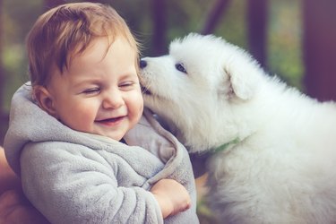 Child with samoyed puppy
