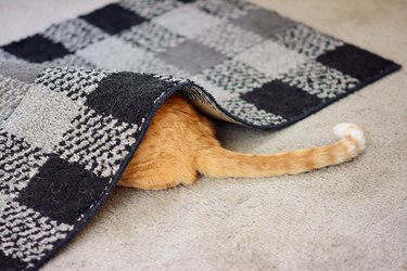 Cat hiding under a rug.