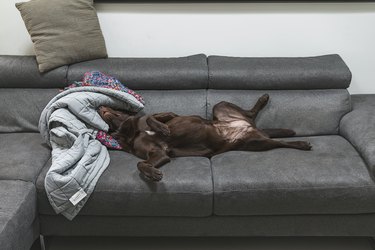 Labrador asleep on sofa