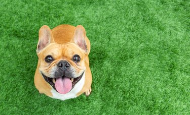 cute french bulldog sitting on grass and smiling at the camera