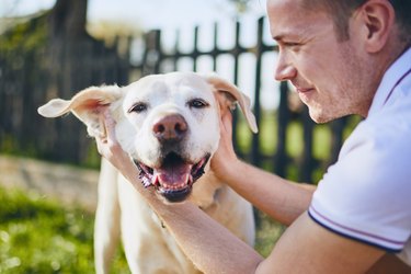 happy man petting happy yellow lab