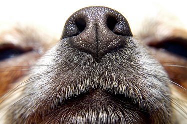 closeup of dog nose