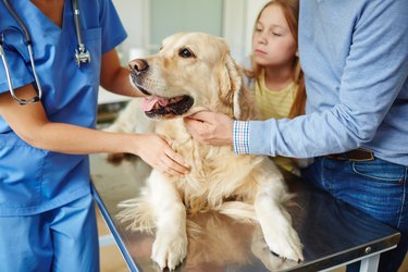 Cute golden dog being examined by a veterinarian