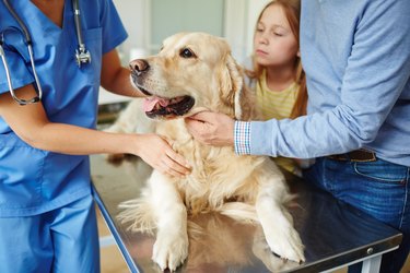 how long after water breaks should puppy be born