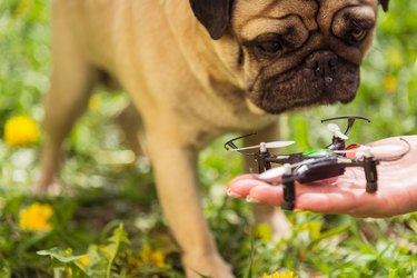 Would you trust a drone dog walker?