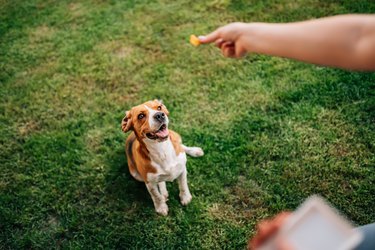 Happy dog waiting for a snack.