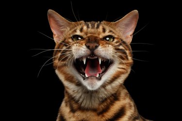 Closeup Portrait of Hissing Bengal Cat on Black Isolated Background