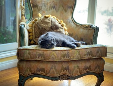 Scottish Fold cat relaxing on antique chair near window