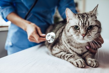veterinarian holding stethoscope to cat