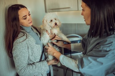 Doctor and owner looking at dog  in veterinary clinic