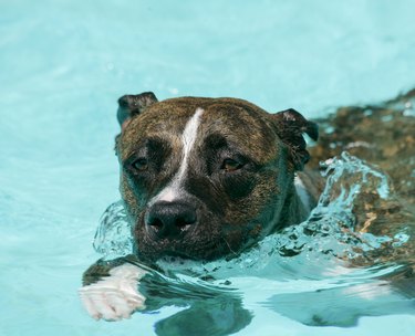 Brindle pit bull swimming in the pool