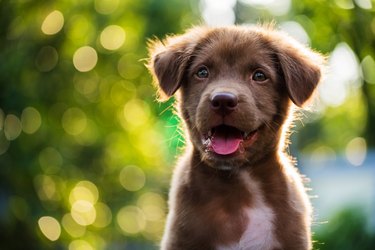 Portrait of brown puppy with bokeh background