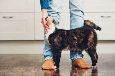 Man and cute cat