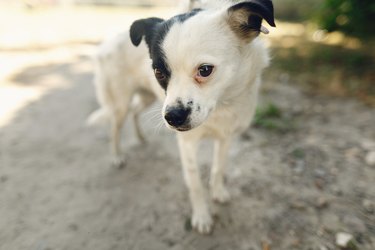 cute little scared dog from shelter posing outside in sunny park, adoption concept