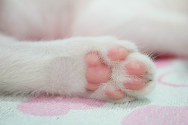 Close-Up Of Cat Paw