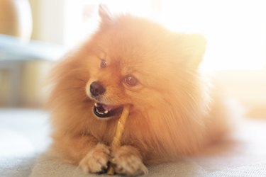 Cute Pomeranian Dog Chewing a Rawhide Chew Stick