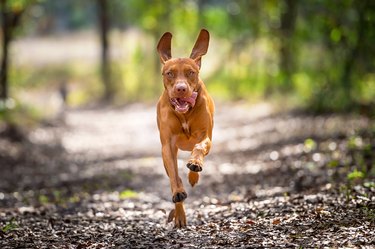 Vizsla dog running through trees