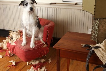 Mischievous dog sitting on torn furniture