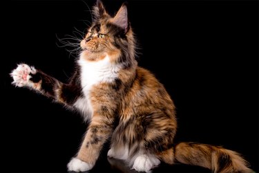 Big maine coon cat on black background.